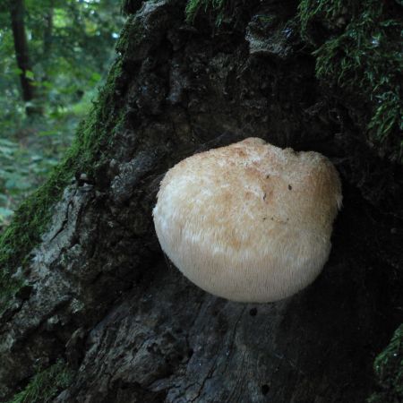 Hericium erinaceus